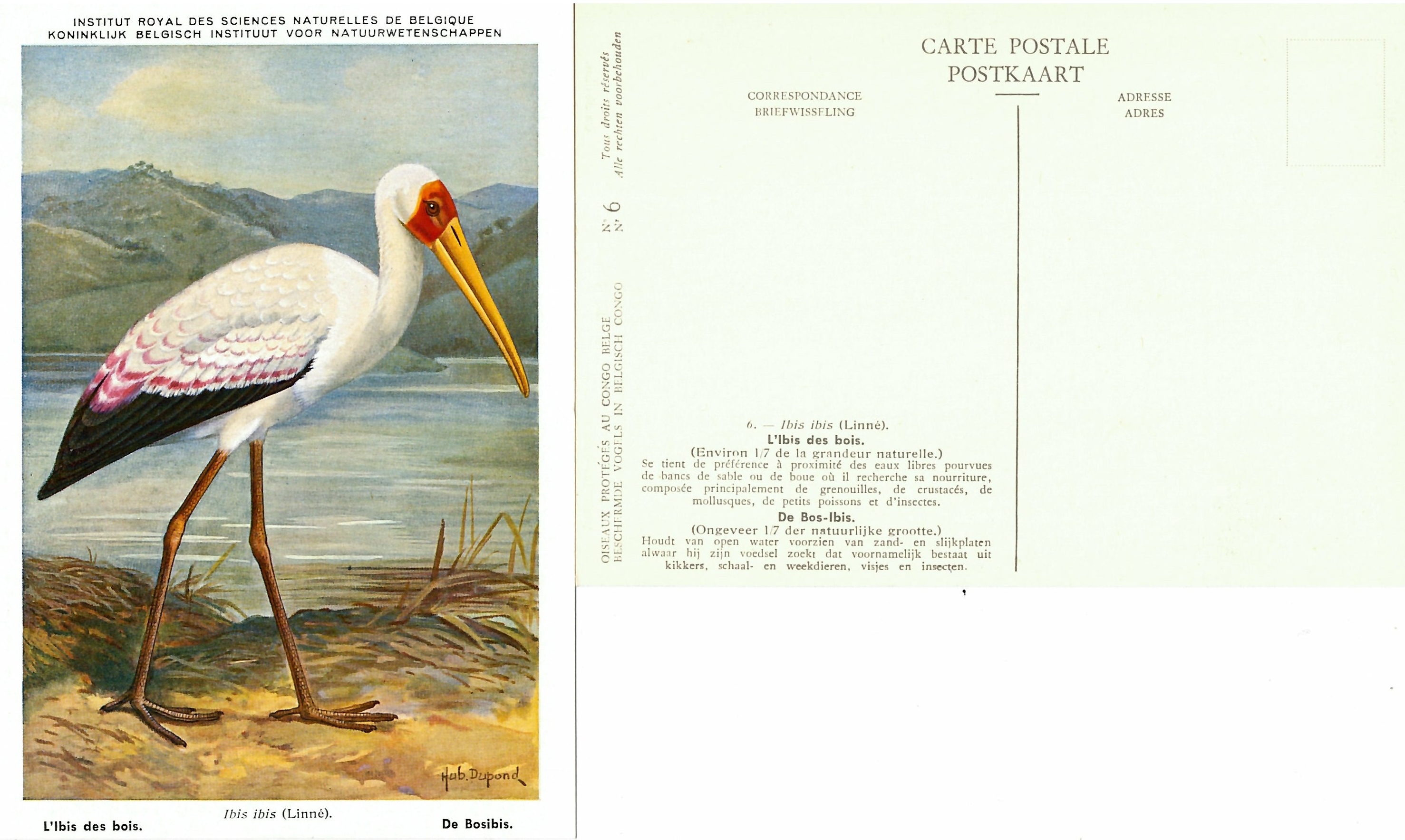 006 L'Ibis des bois - De Bos-Ibis.jpg