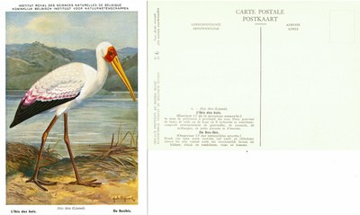006 L'Ibis des bois - De Bos-Ibis.jpg