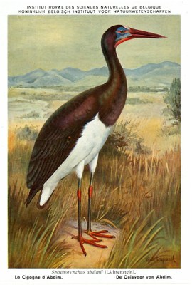 007 La Cigogne d'Abdim - De Ooievaar van Abdim a.jpg