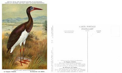 007 La Cigogne d'Abdim - De Ooievaar van Abdim.jpg