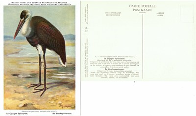 008 La Cigogne épiscopale - De Bisschopooievaar.jpg