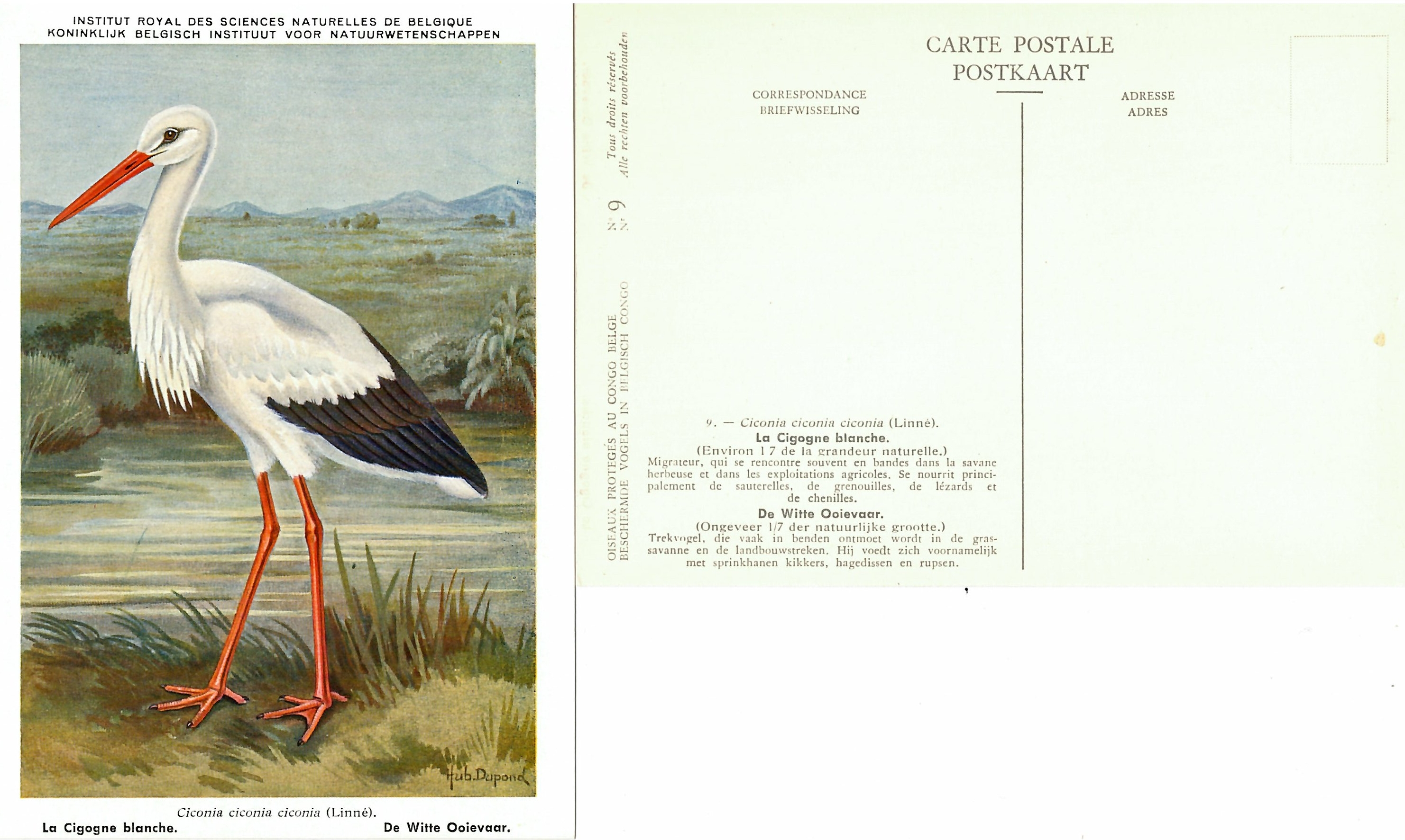009 La Cigogne blanche - De Witte Ooievaar.jpg
