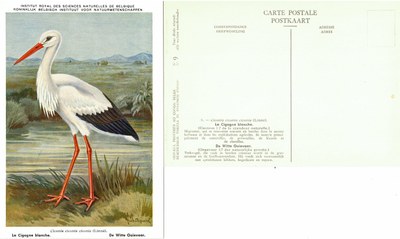 009 La Cigogne blanche - De Witte Ooievaar.jpg