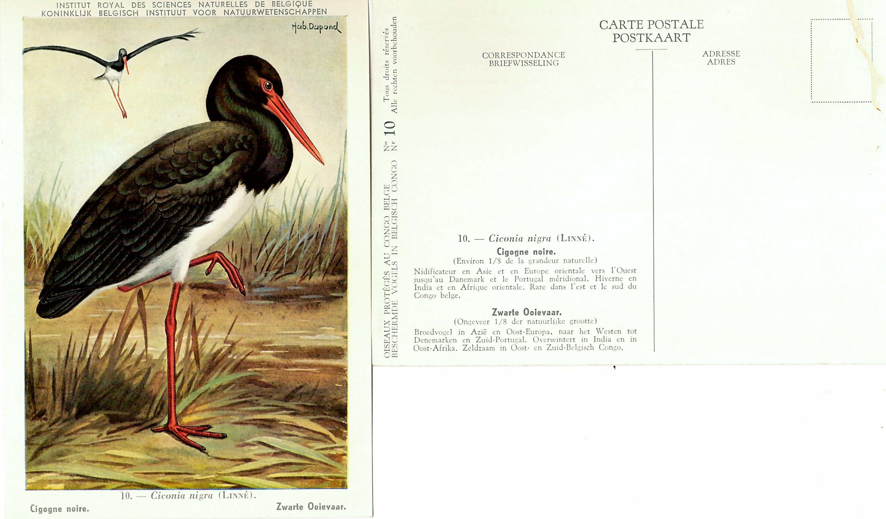 010 Cigogne noire - Zwarte Ooievaar.jpg