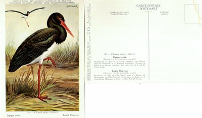 010 Cigogne noire - Zwarte Ooievaar.jpg
