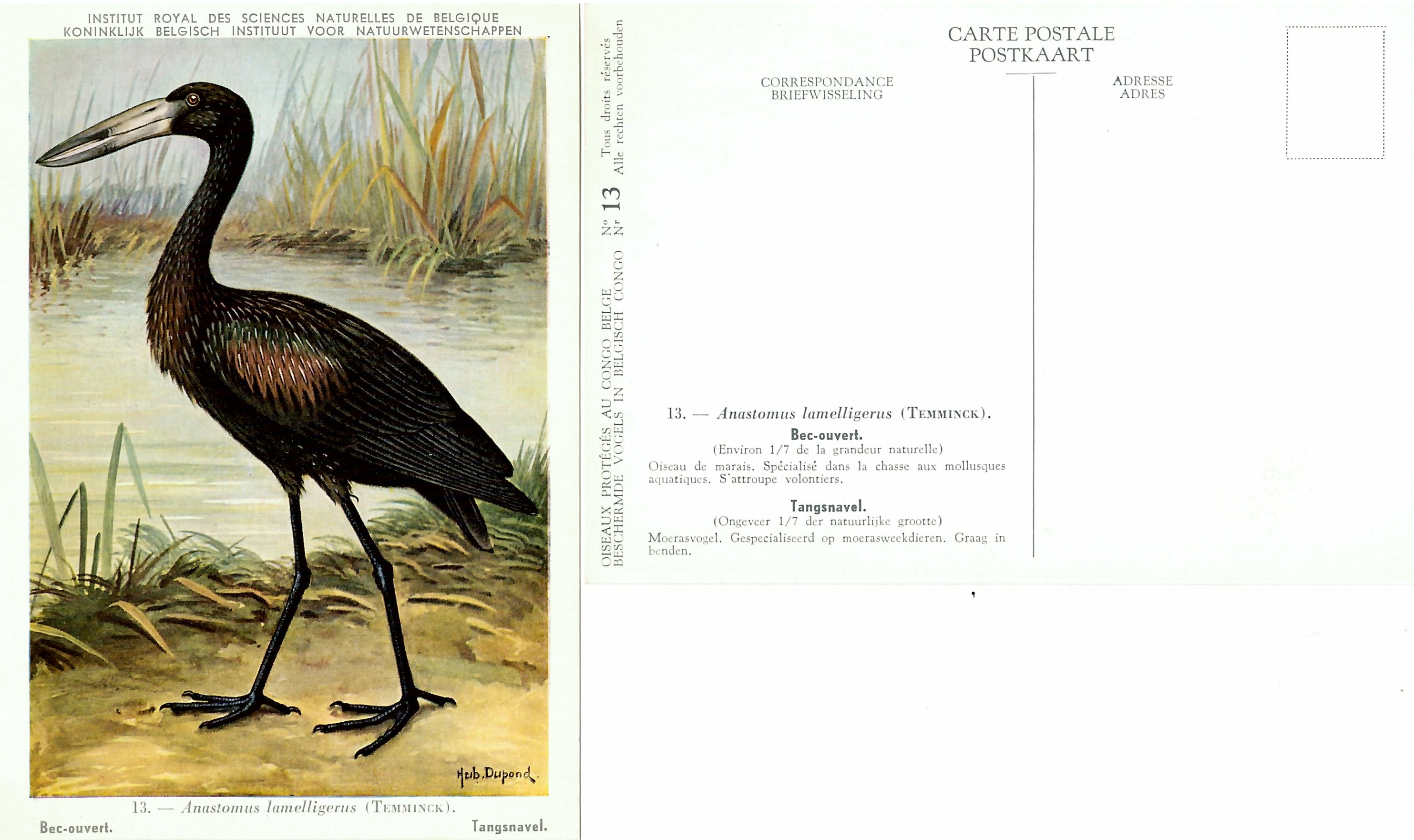 013 Bec-ouvert - Tangsnavel.jpg