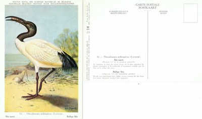 014 Ibis sacré - Heilige Ibis.jpg