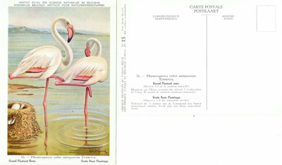 015 Grand Flamant rose - Grote Rose Flamingo.jpg