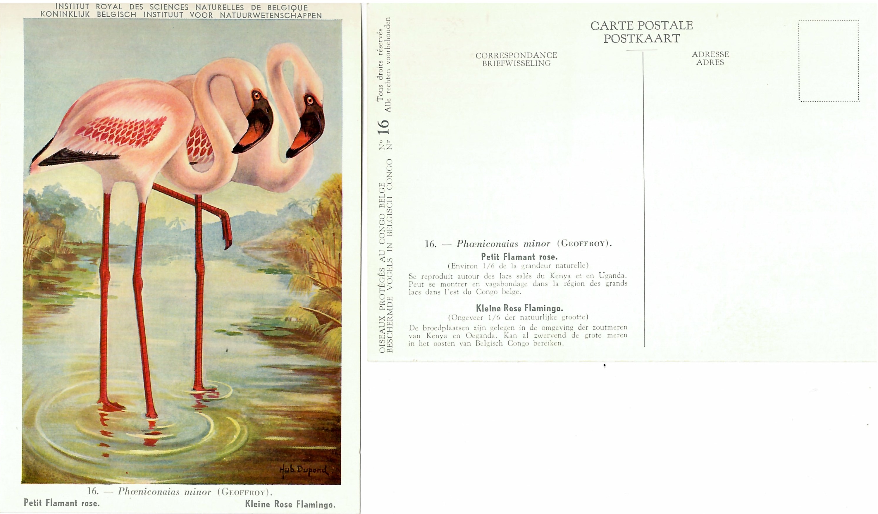 016 Petit Flamant rose - Kleine Rose Flamingo.jpg