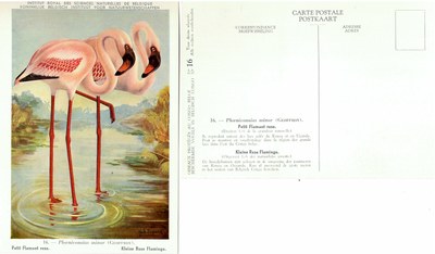 016 Petit Flamant rose - Kleine Rose Flamingo.jpg