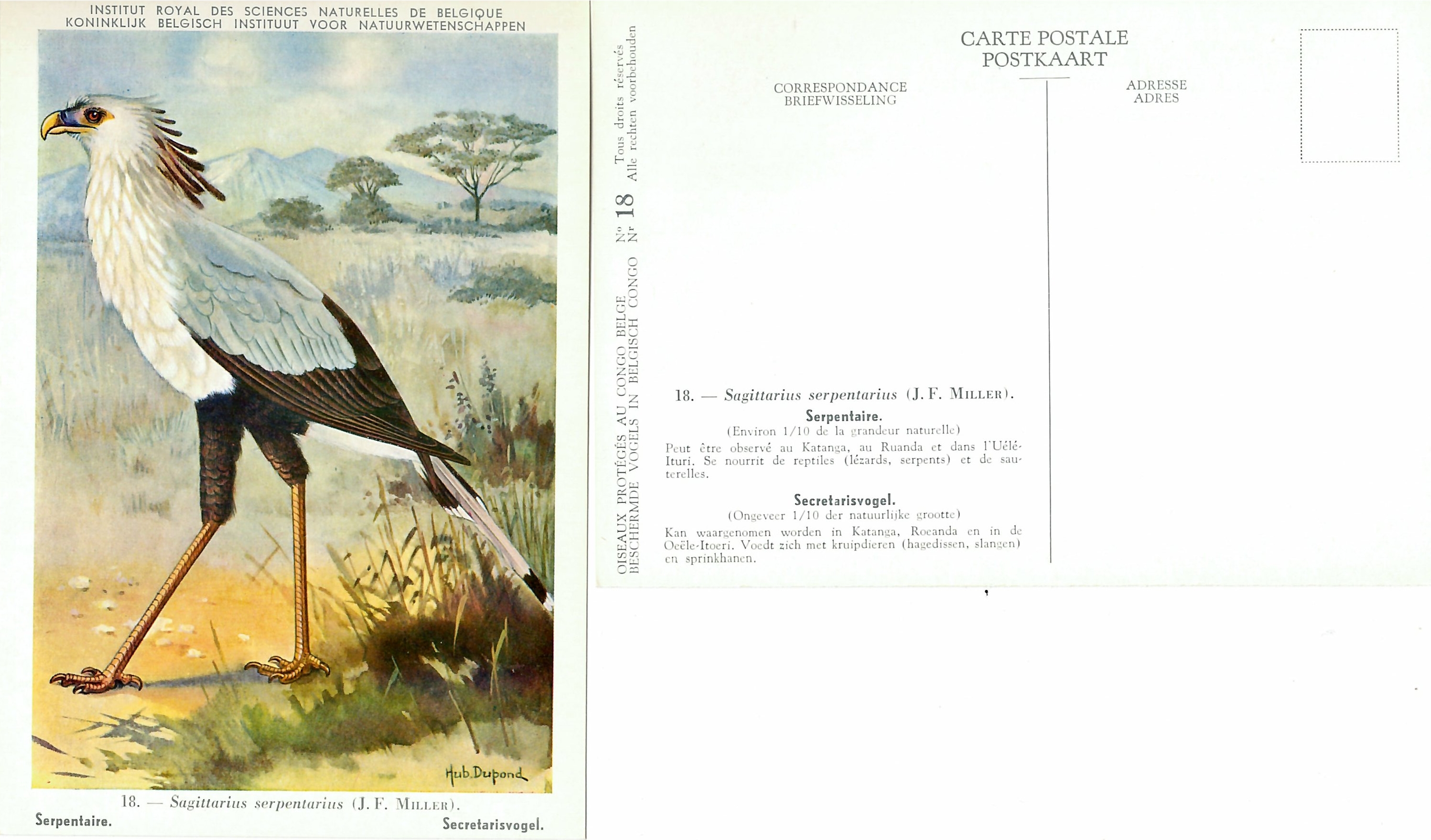 018 Serpentaire - Secretarisvogel.jpg