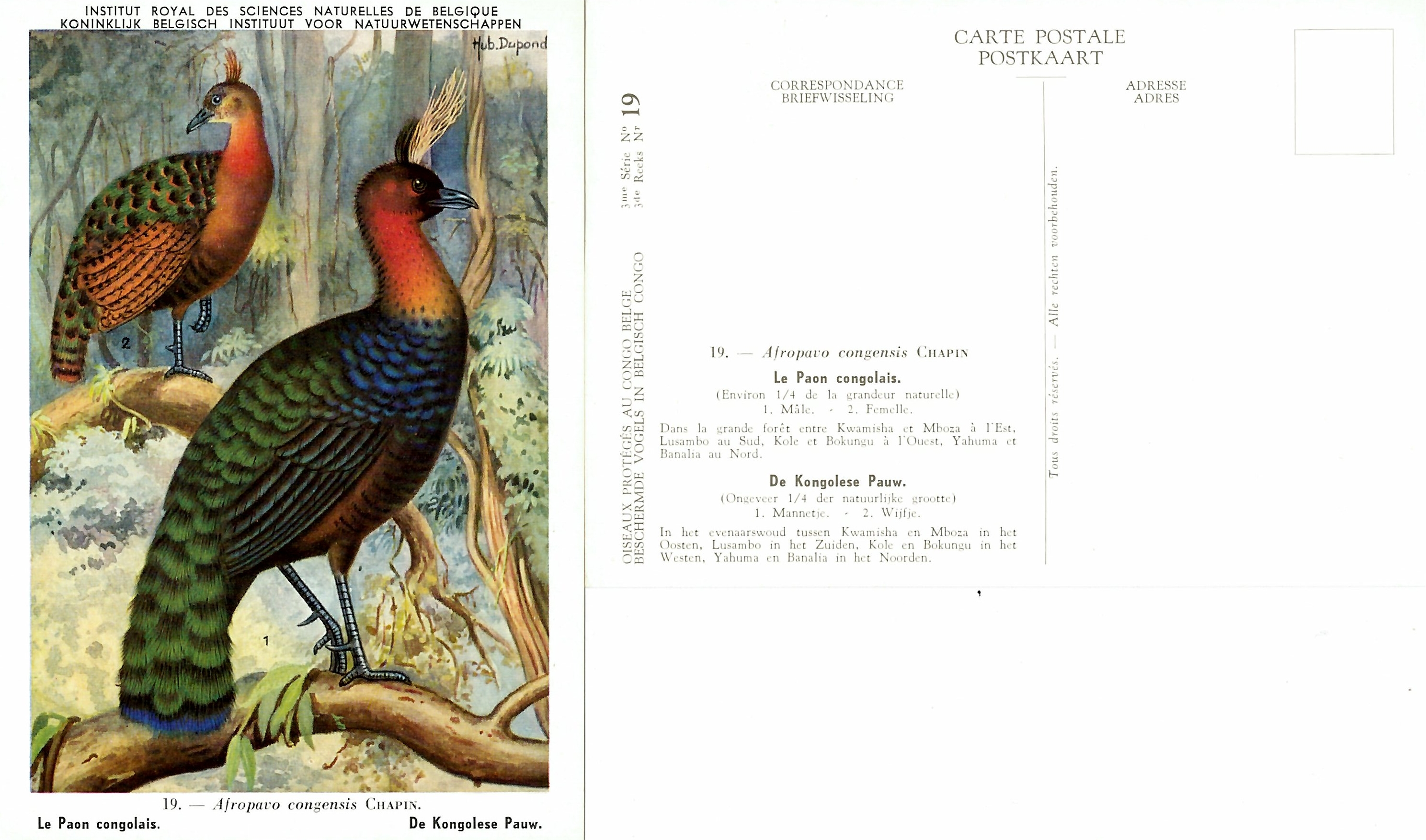 019 Le Paon congolais - De Kongolese Pauw.jpg