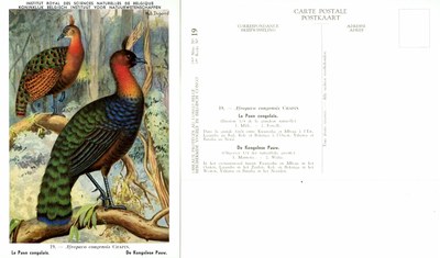 019 Le Paon congolais - De Kongolese Pauw.jpg