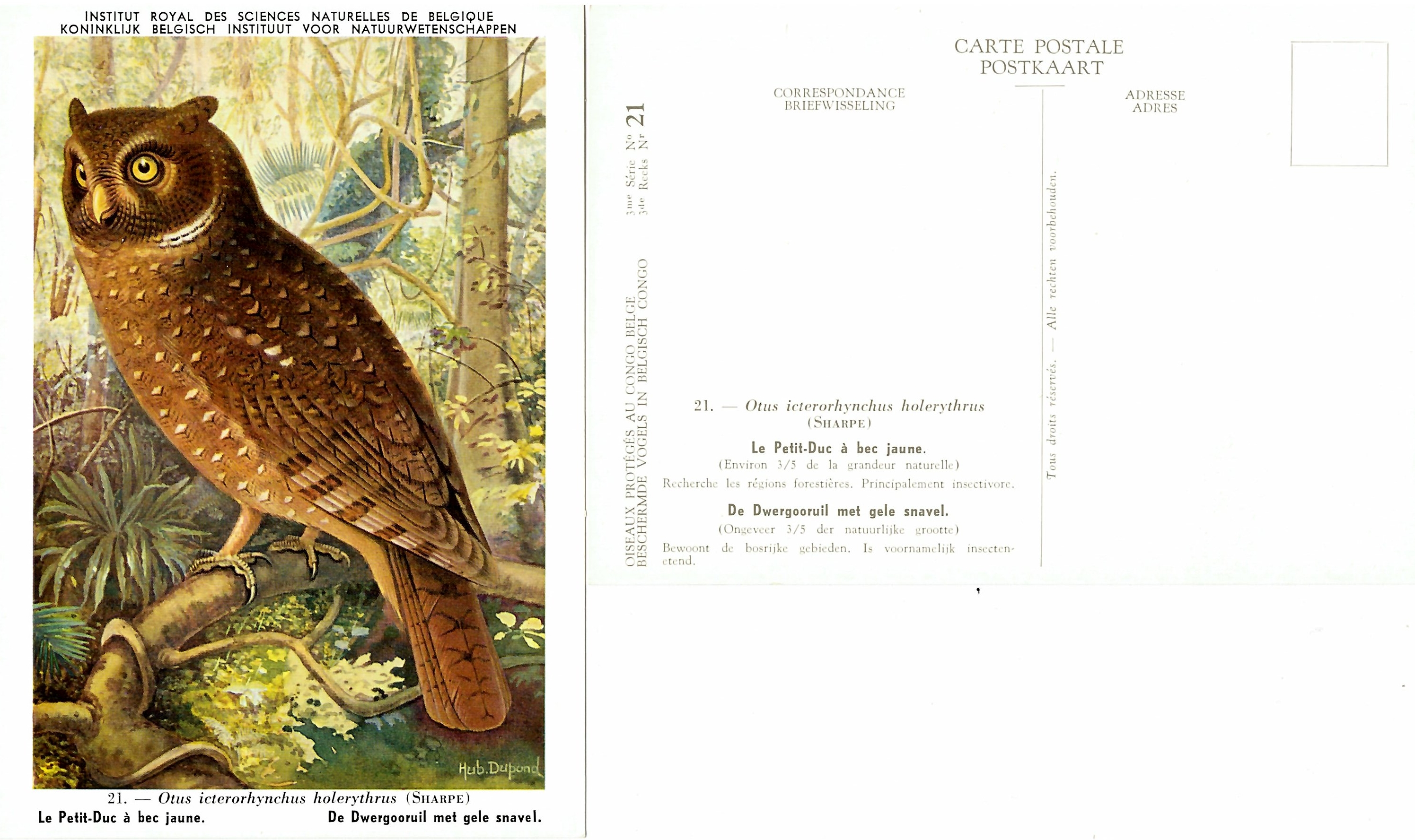 021 Le Petit-Duc à bec jaune - De Dwergooruil met gele snavel.jpg