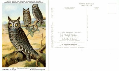 022 Le Petit-Duc de Sénégal - De Senegalese Dwergoorruil.jpg