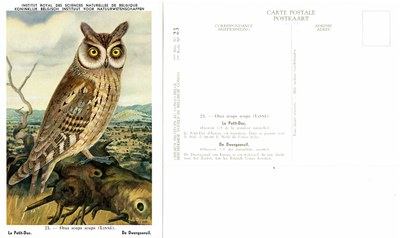 023 Le Petit-Duc - De Dwergooruil.jpg