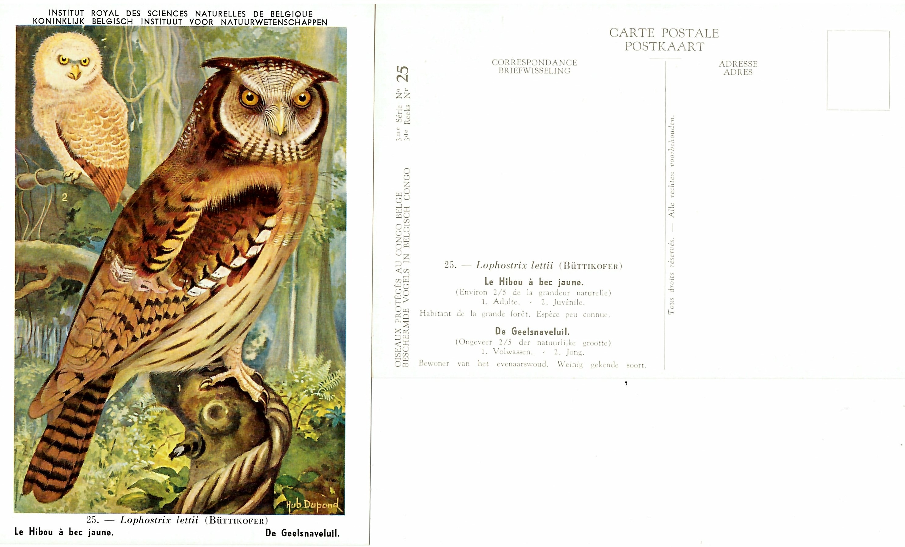 025 Le Hibou à bec jaune - De Geelsnaveluil.jpg
