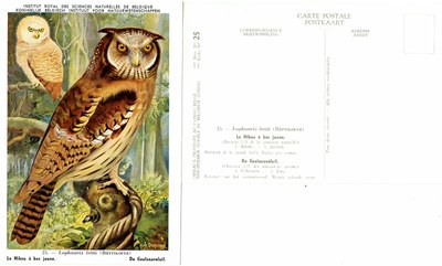 025 Le Hibou à bec jaune - De Geelsnaveluil.jpg