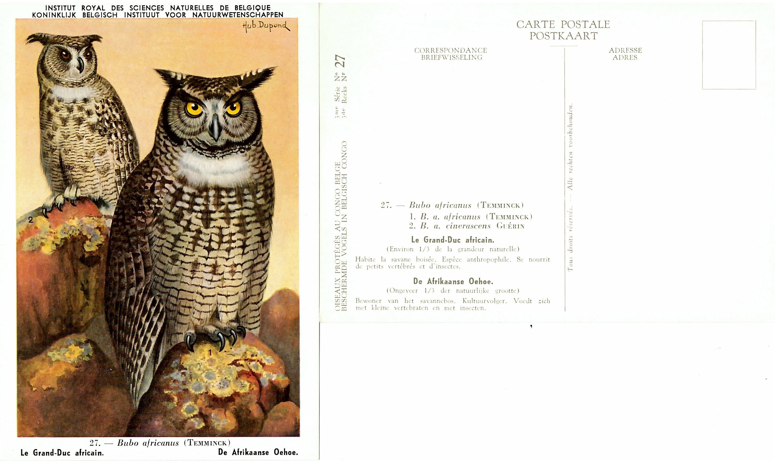 027 Le Grand-Duc africain - De Afrikaanse Oehoe.jpg