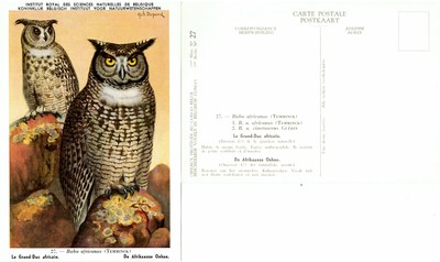 027 Le Grand-Duc africain - De Afrikaanse Oehoe.jpg