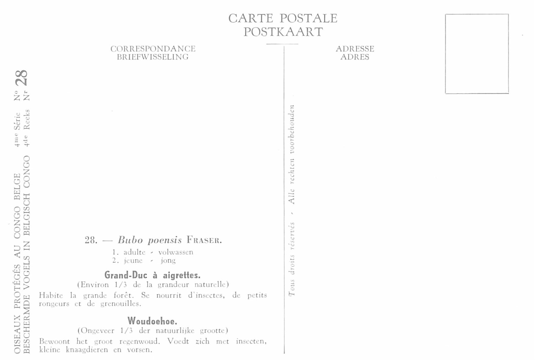 028 Grand-Duc à aigrettes - Woudoehoe b.jpg