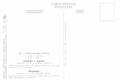 028 Grand-Duc à aigrettes - Woudoehoe b.jpg
