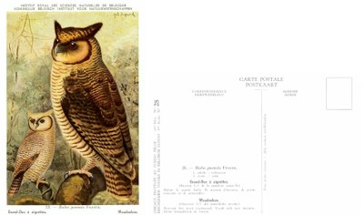 028 Grand-Duc à aigrettes - Woudoehoe .jpg