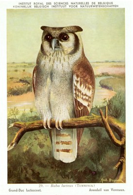 029 Grand-Duc lactescent - Arenduil van Verreaux a.jpg