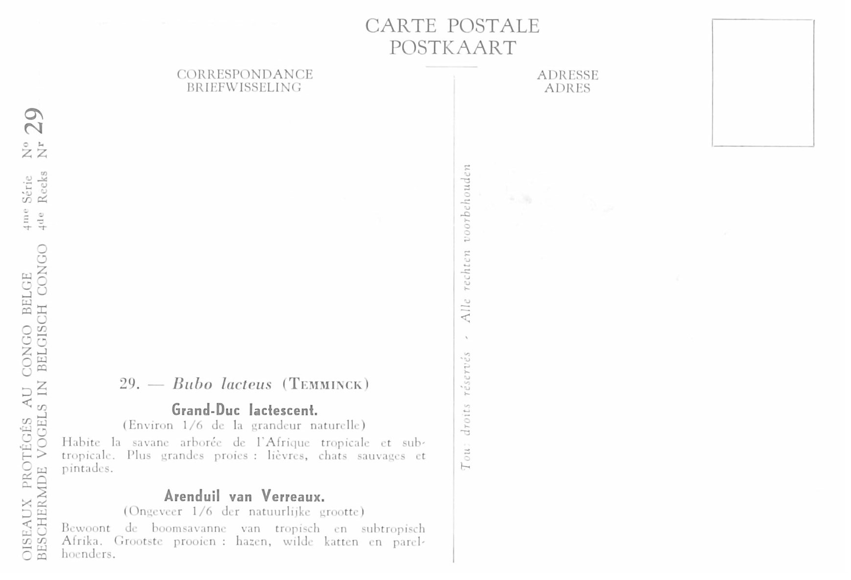 029 Grand-Duc lactescent - Arenduil van Verreaux b.jpg
