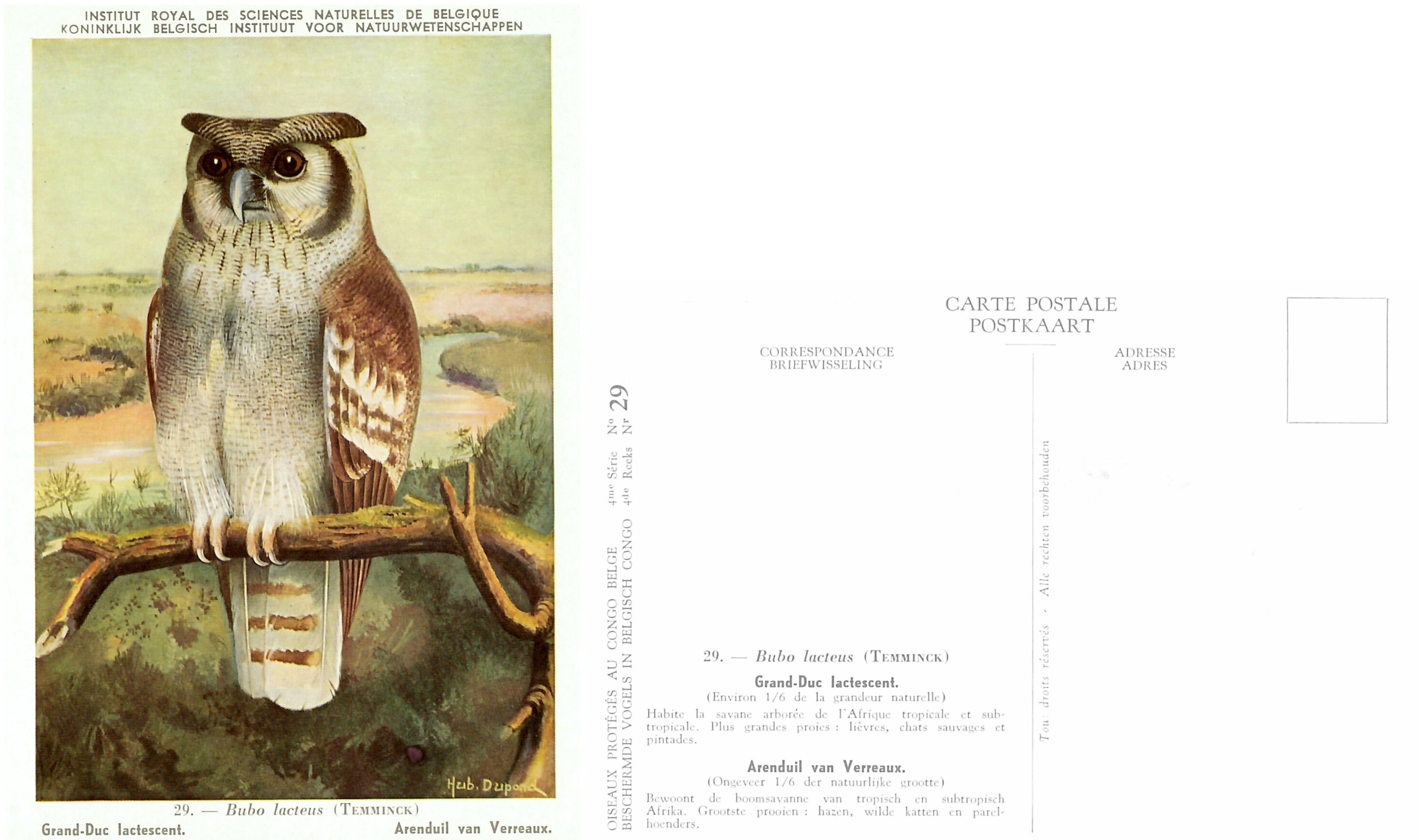 029 Grand Duc lactescent - Arenduil van Verreaux.jpg