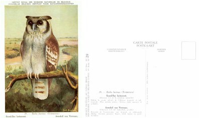029 Grand Duc lactescent - Arenduil van Verreaux.jpg