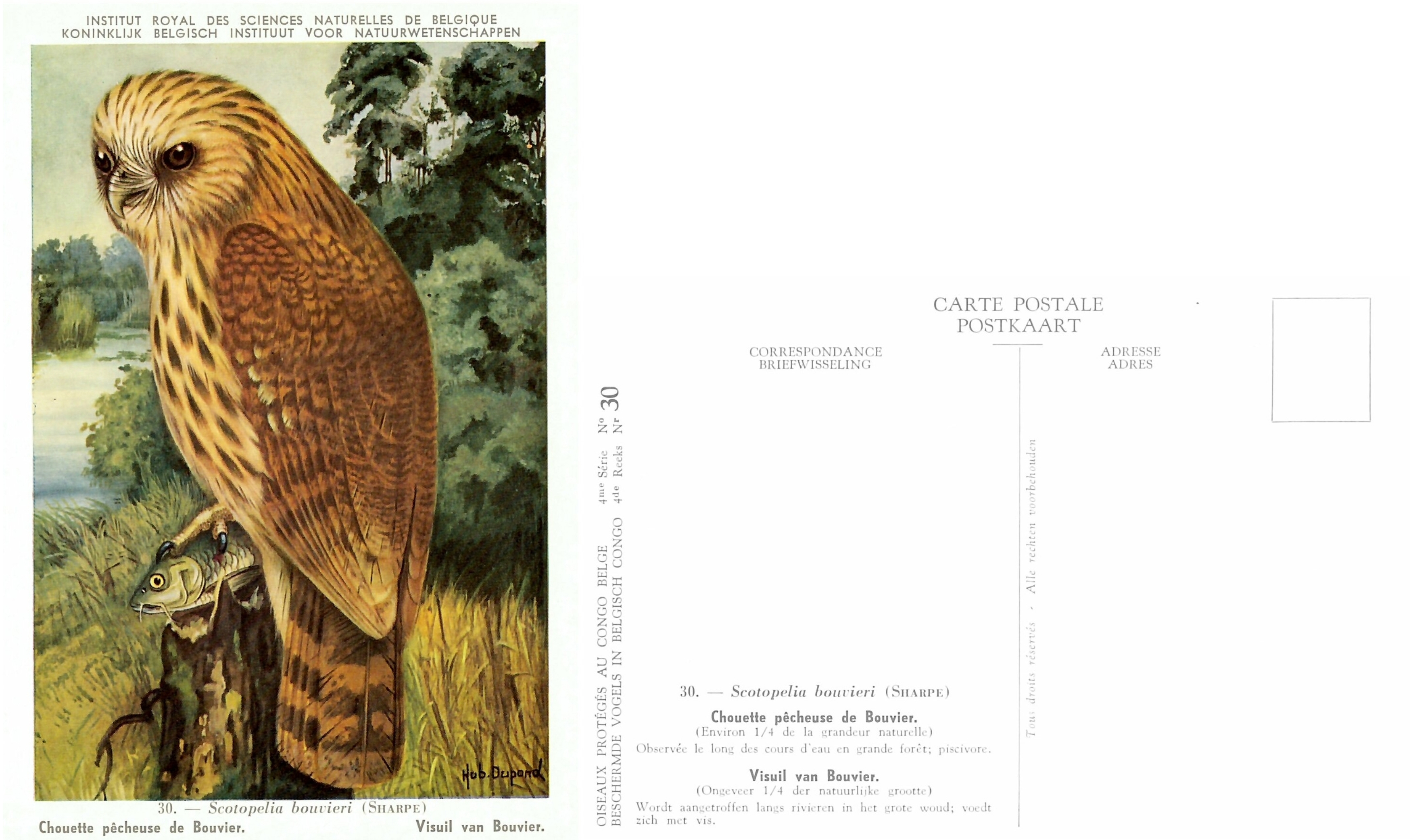 030 Chouette pecheuse de Bouvier - Visuil van Bouvier .jpg