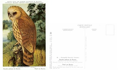 030 Chouette pecheuse de Bouvier - Visuil van Bouvier .jpg