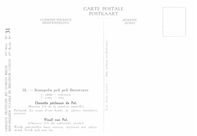 031 Chouette pêcheuse de Pel - Visuil van Pel b.jpg
