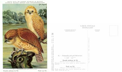 031 Chouette pecheuse de Pel - Visuil van Pel.jpg