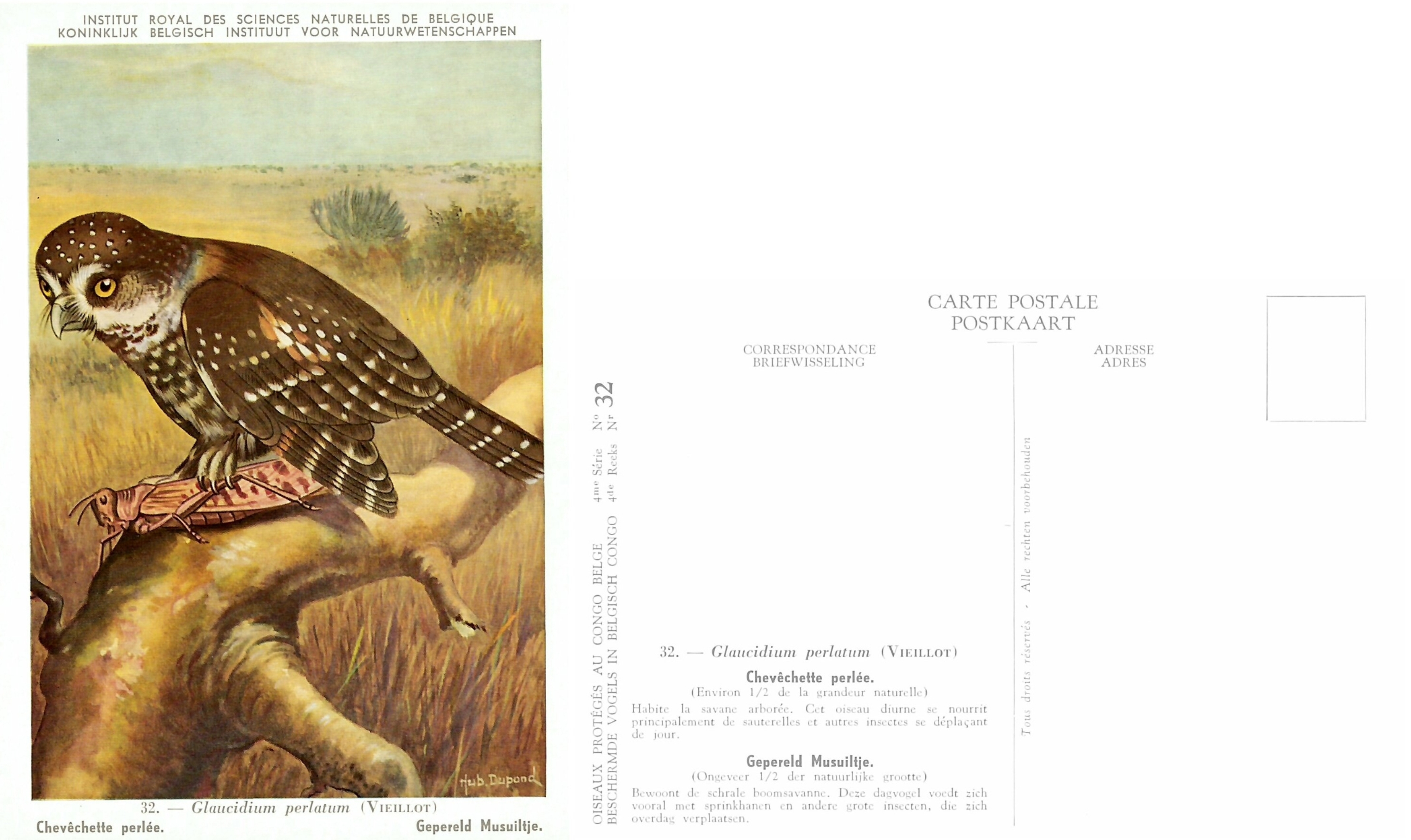 032 Chevechette perlée - Gepereld Musuiltje.jpg
