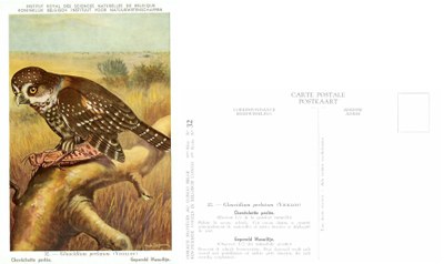 032 Chevechette perlée - Gepereld Musuiltje.jpg
