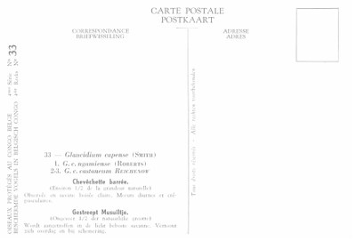 033 Chevêchette barrée - Gestreepte Musuiltje b.jpg
