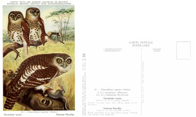 033 Chevèchette barrée - Gestreepte Musuiltje.jpg