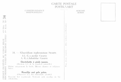 034 Chevêchette à pieds jaunes - Musuiltje met gele poten b.jpg