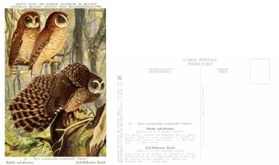 035 Hulotte sud-africaine - Zuid-Afrikaans Bbosuil.jpg