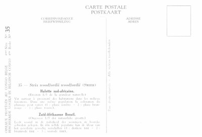 035 Hulotte sud-africaine - Zuid-Afrikaanse Bosuil b.jpg