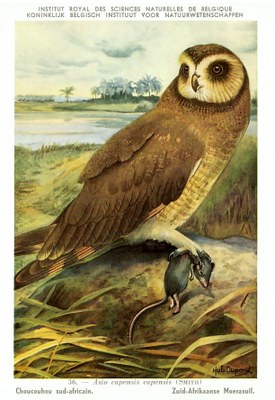 036 Choucouhou sud-africain - Zuid-Afrikaanse Moerasuil a.jpg