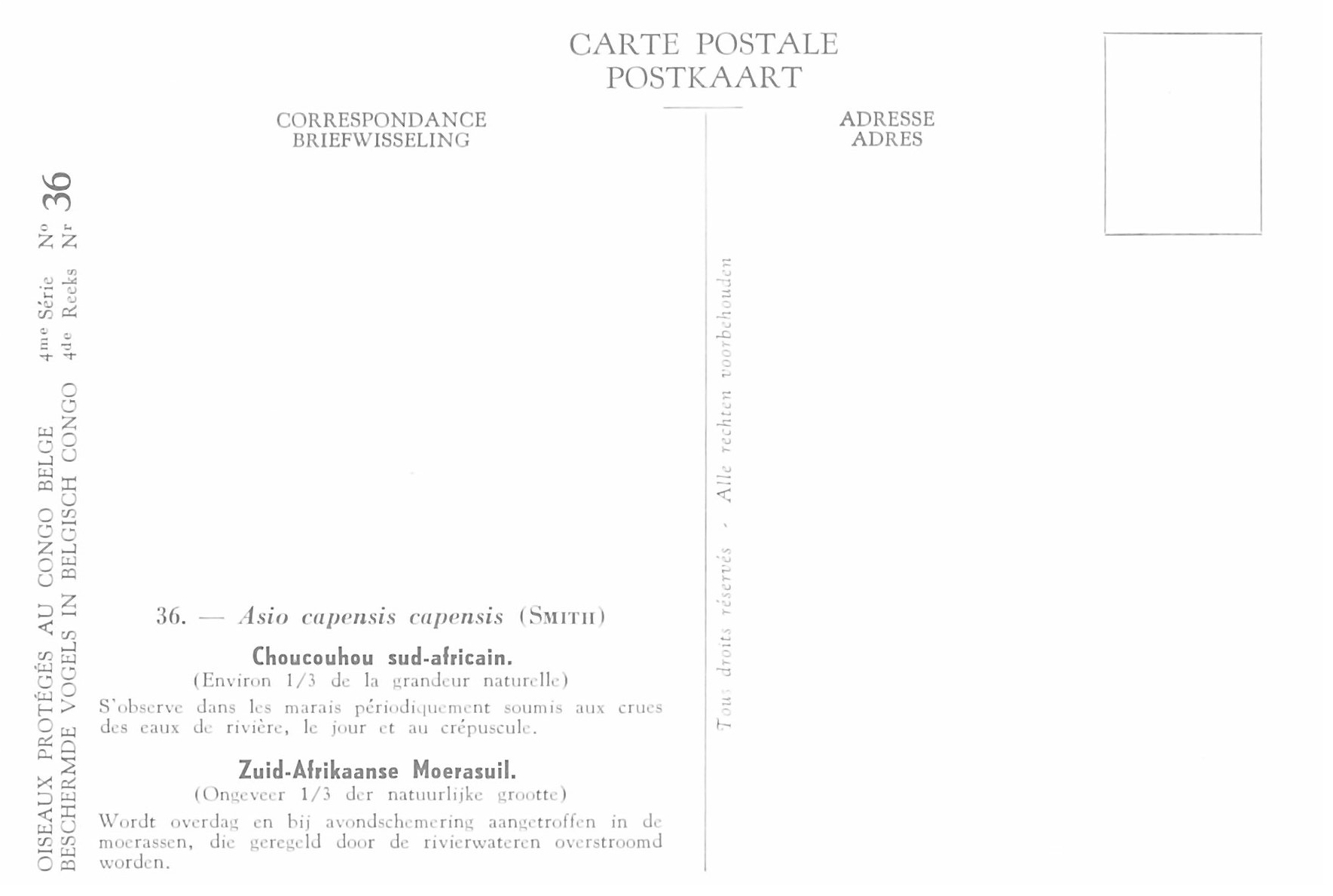 036 Choucouhou sud-africain - Zuid-Afrikaanse Moerasuil b.jpg