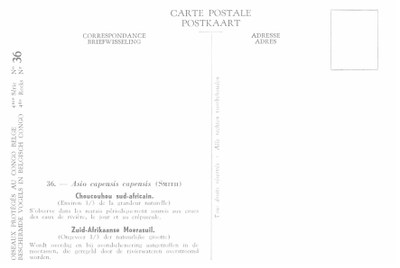 036 Choucouhou sud-africain - Zuid-Afrikaanse Moerasuil b.jpg