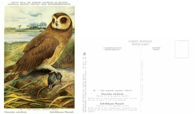 036 Choucouhou sud-africain - Zuid-Afrikaanse Moerasuil.jpg